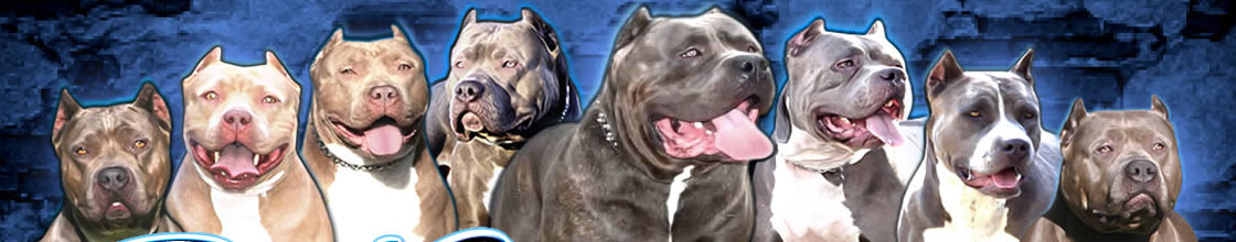 Best XL Pitbull Kennels